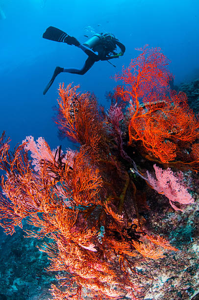 anella di gili seafan, isola di lombok, nusa tenggara occidentale, indonesia subacqueo - tenggara foto e immagini stock
