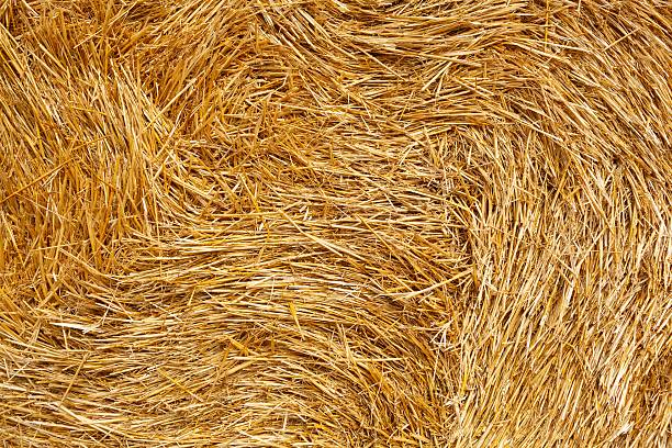 istock Hay bales on the field after harvest 512549663