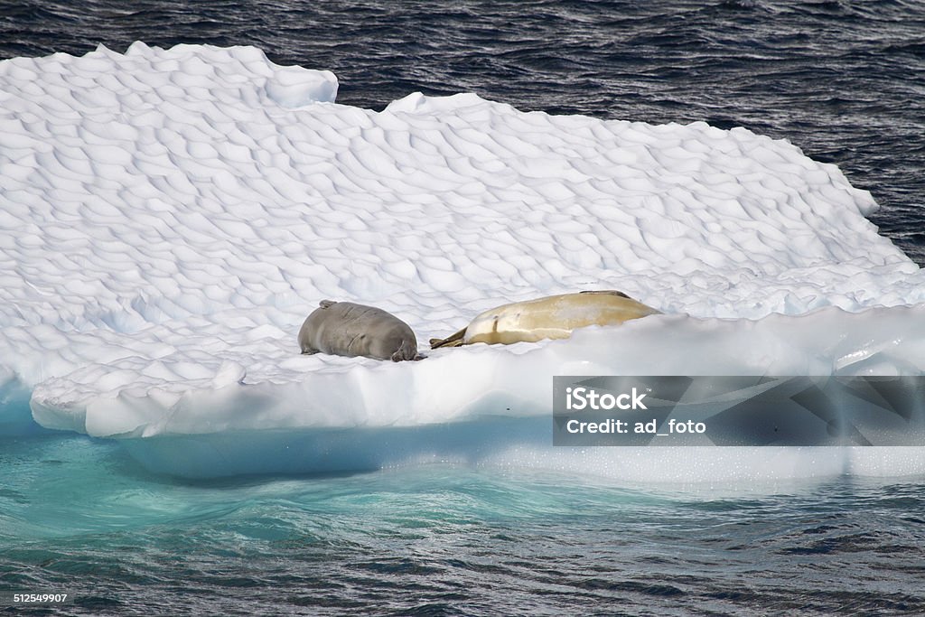 Juntas de descansar en un banquisa flotante - Foto de stock de Morsa libre de derechos