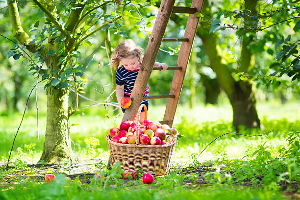 маленькая девочка в apple в сад - apple eating little girls green стоковые фото и изображения