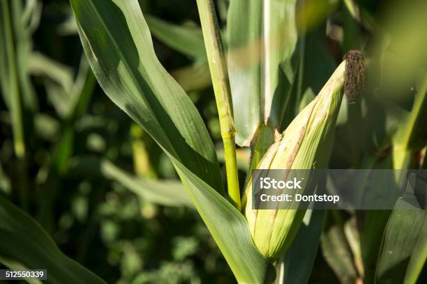 Ears Of Corn Stock Photo - Download Image Now - Agricultural Field, Agriculture, Cereal Plant