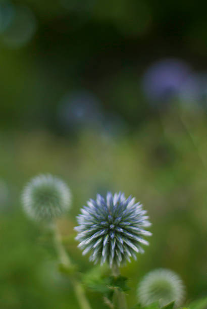 istock purple burr flower 512550431
