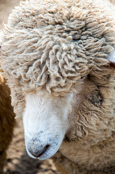 istock Close Up of a sheep 512550580
