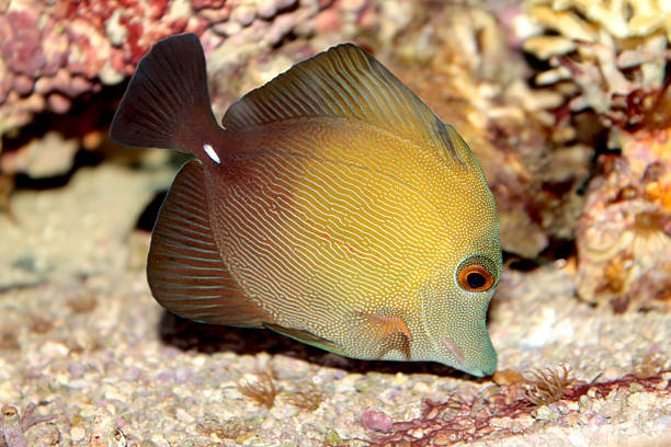 Brown tang (Zebrasoma scopas) marine tropical fish Brown tang (Zebrasoma scopas) marine tropical fish unicorn fish stock pictures, royalty-free photos & images