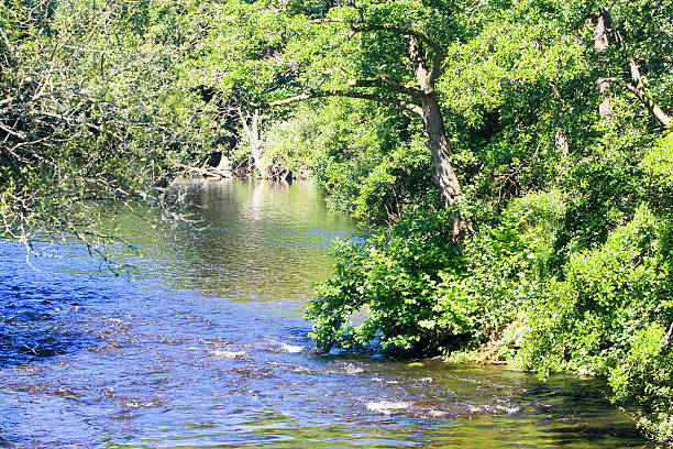 River Teifi in Carmarthenshire, Wales River Teifi in Carmarthenshire, Wales teifi river stock pictures, royalty-free photos & images