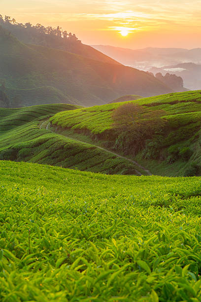 istock Tea plantation in Cameron highlands, Malaysia 512551186