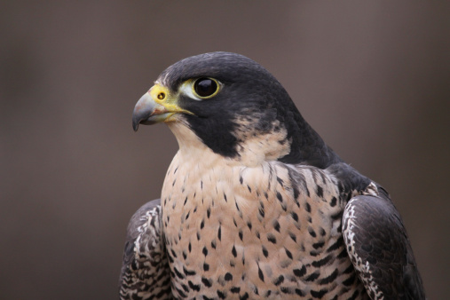 A Peregrine Falcon (Falco peregrinus) perched on a stump.  These birds are the fastest animals in the world.