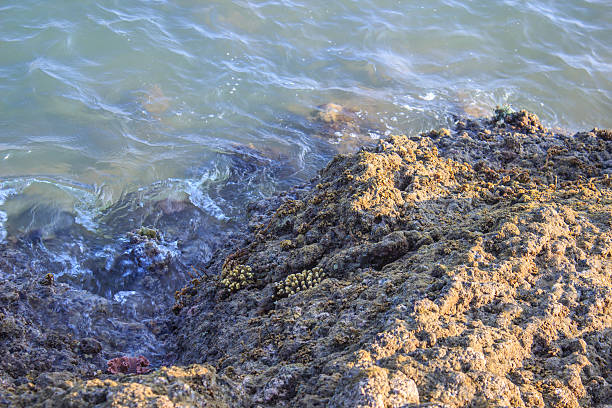coral on the beach at the island Thailand.
