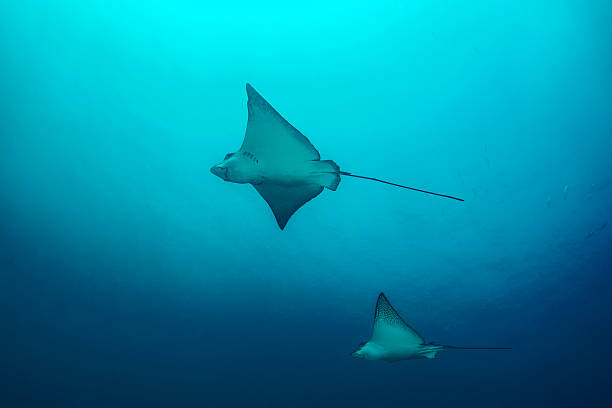 istock Cartilaginous fishes 512552298