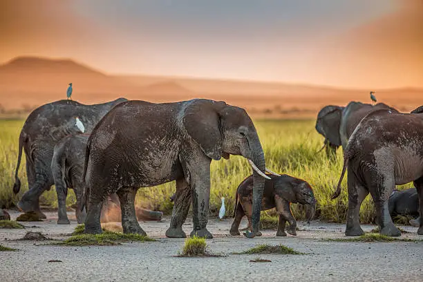 Photo of African Elephants at Sunset