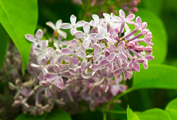 istock Beautiful Lilac flowers 512554562