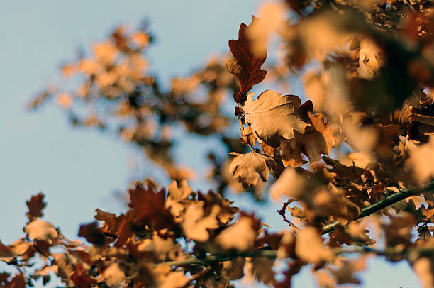 istock Oak leaves in autumn 512555040