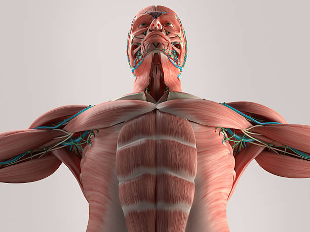 istock Human anatomy chest from low angle. Bone structure. Veins. Muscle. 512556540