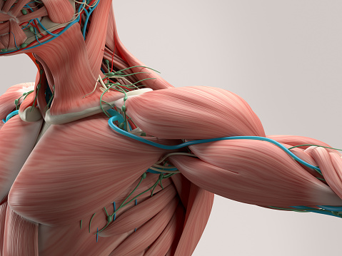 Anatomía humana detalle de hombro. Músculo, estructura ósea, arterias. photo
