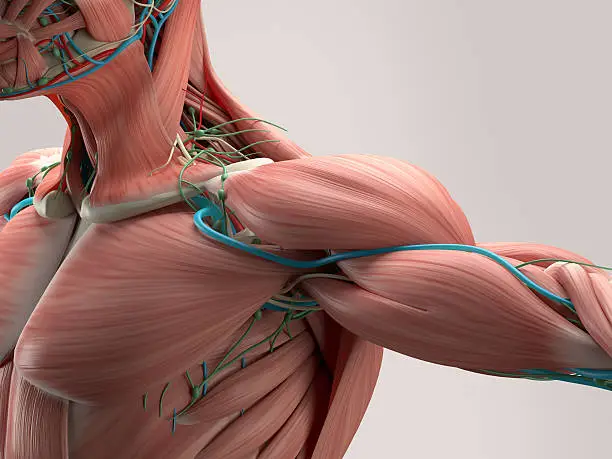 Human anatomy detail of shoulder. Muscle, bone structure, arteries. On plain studio background. Professional lighting.
