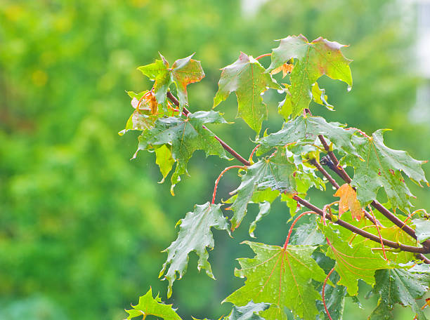 istock Branch of maple with green leaves, when it is raining 512556818