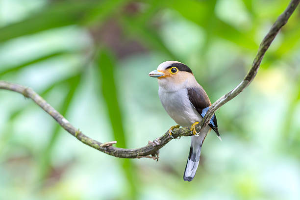 istock Silver-breasted Broadbill : Birds in Thailand 512556950