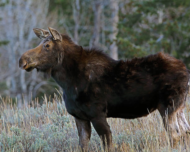 Cow Moose Cow Moose. Taken in Teton NP. cow moose stock pictures, royalty-free photos & images