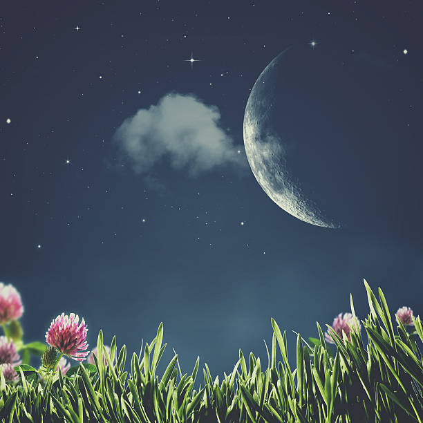 istock Summer night. Abstract natural backgrounds with beauty flowers 512556986