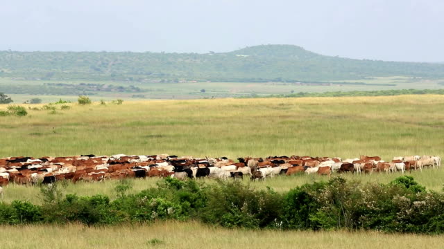 Long Horn African Cattle Herd