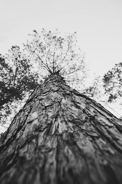 istock Winter tree conceptual image. Black and white photo 512566794
