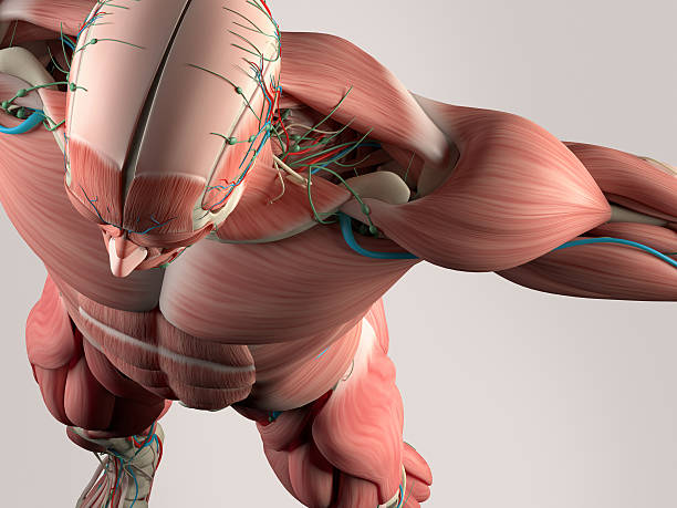 istock Human anatomy detail,skull,shoulder. Bone structure, muscle. 512567010