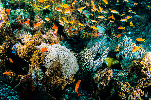 A moray eel in Mozambique