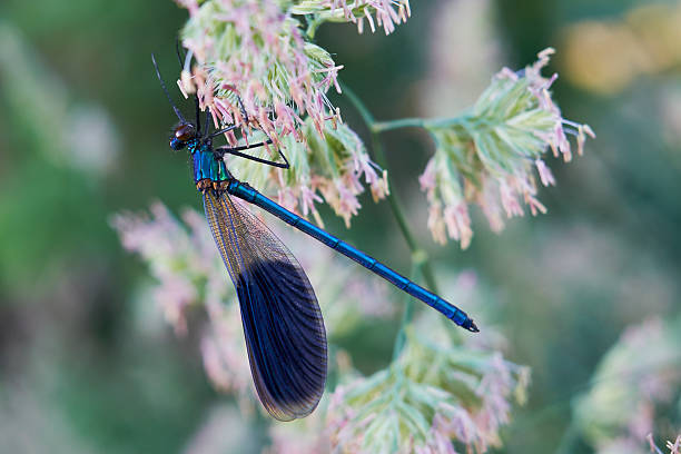 istock Banded demoiselle 512567138