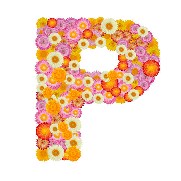 istock Letter P alphabet with straw flower isolated on white background 512567964