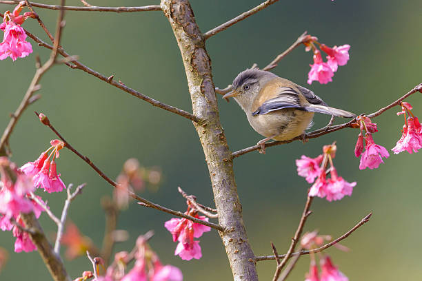 istock Minla cyanouroptera : Blue-winged Minla : Bird in thailand 512568140