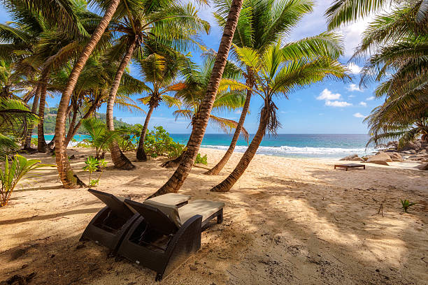 istock Beach chairs under palm trees on beautiful beach at Seychelles 512568162
