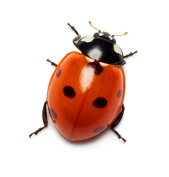 coccinelle - ladybug insect isolated nature photos et images de collection