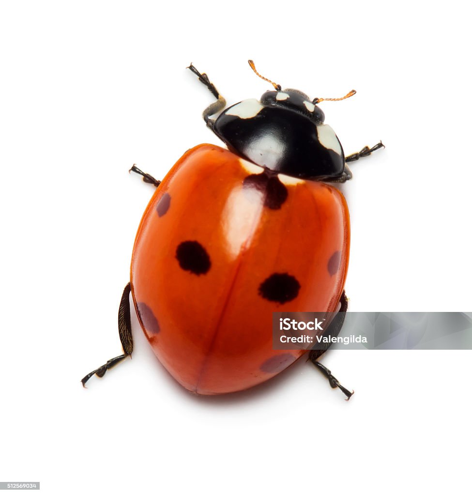 Ladybug Stock Photo - Download Image Now - Ladybug, White ...