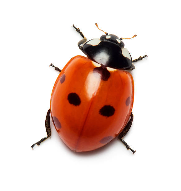 Ladybug Close up view of ladybug isolated on white background beetle photos stock pictures, royalty-free photos & images