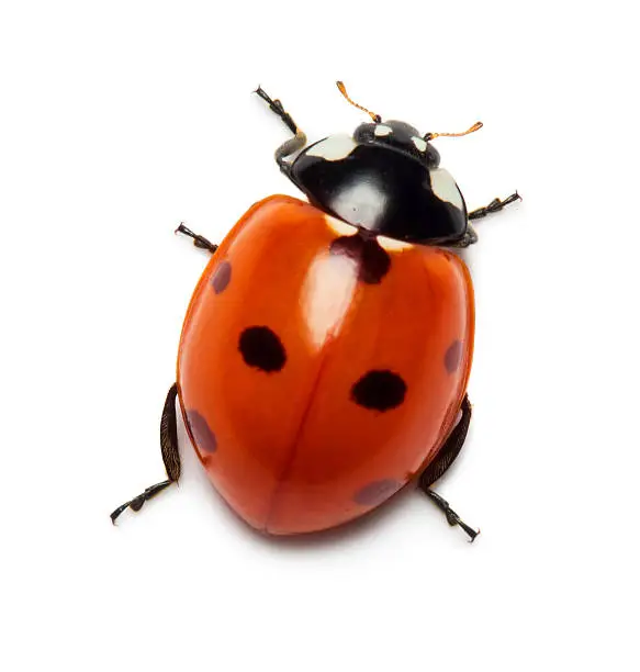 Close up view of ladybug isolated on white background