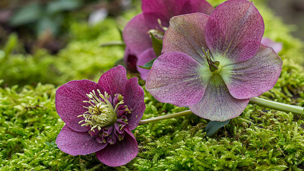 roxo helleborus flores - hellebore christmasrose stamen plant imagens e fotografias de stock