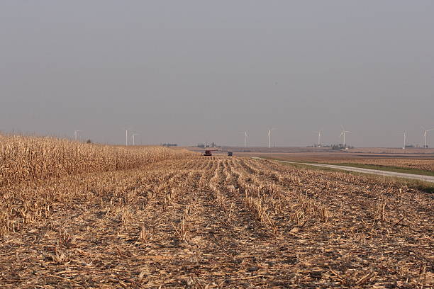 Harvest 14 November 2009: Corn still stands in the fields stranded by an unusually wet fall.  Wind power energy is being harvested in the background as the turbines of the windmills of Twin Groves Wind farm constantly turn.  This setting is east of Bloomington Normal Illinois in McLean County mclean county stock pictures, royalty-free photos & images