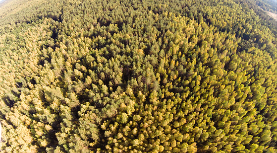 Aerial view of the woods at fall