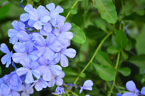 istock Beautiful Blue Plumbaginaceae Flower 512569726