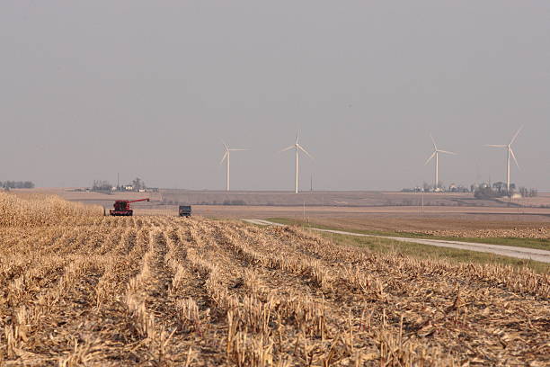 Harvest 14 November 2009: Corn still stands in the fields stranded by an unusually wet fall.  Wind power energy is being harvested in the background as the turbines of the windmills of Twin Groves Wind farm constantly turn.  This setting is east of Bloomington Normal Illinois in McLean County mclean county stock pictures, royalty-free photos & images