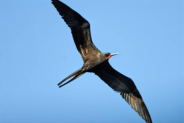 istock female magnificent frigatebird 512570637