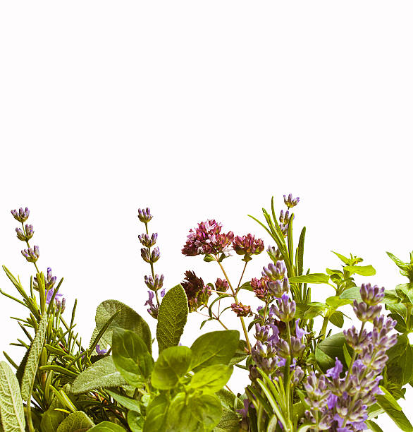 Herbs on white stock photo