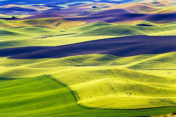 istock Green Wheat Fields Black Fallow Land Patterns and Farms Palouse 512571023