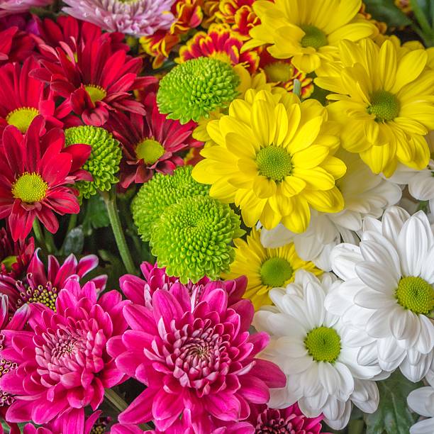 istock Colorful chrysanthemums in a Dutch greenhouse 512571024