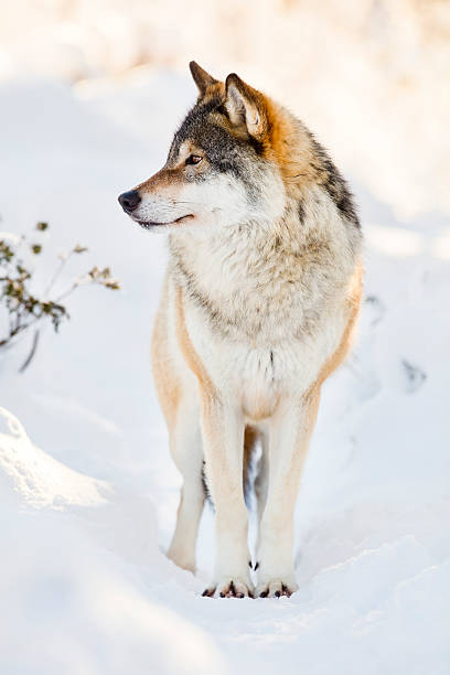 istock Beautiful wolf standing in the snow 512571180