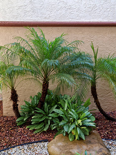 istock Small Palm Trees in Rock Garden 512571956