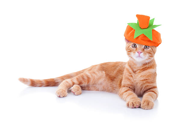 istock Thanksgiving Or Halloween Pumpkin Cat 512572135
