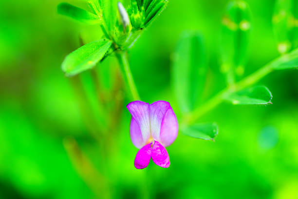 Vicia sativa subsp. nigra, legumes, Vicia, biennial grass