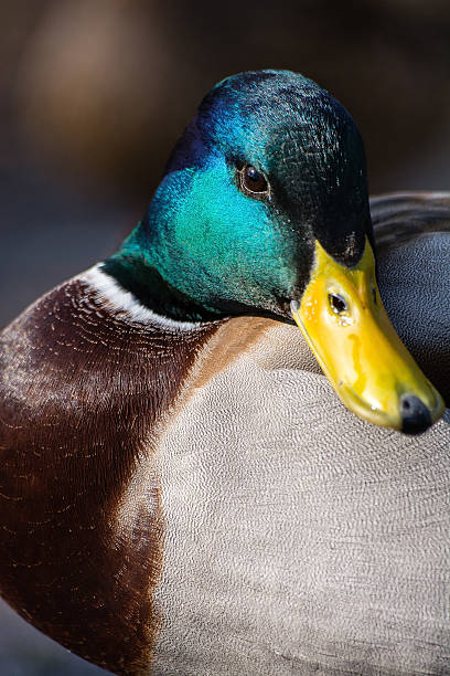 istock Portrait of duck 512572610