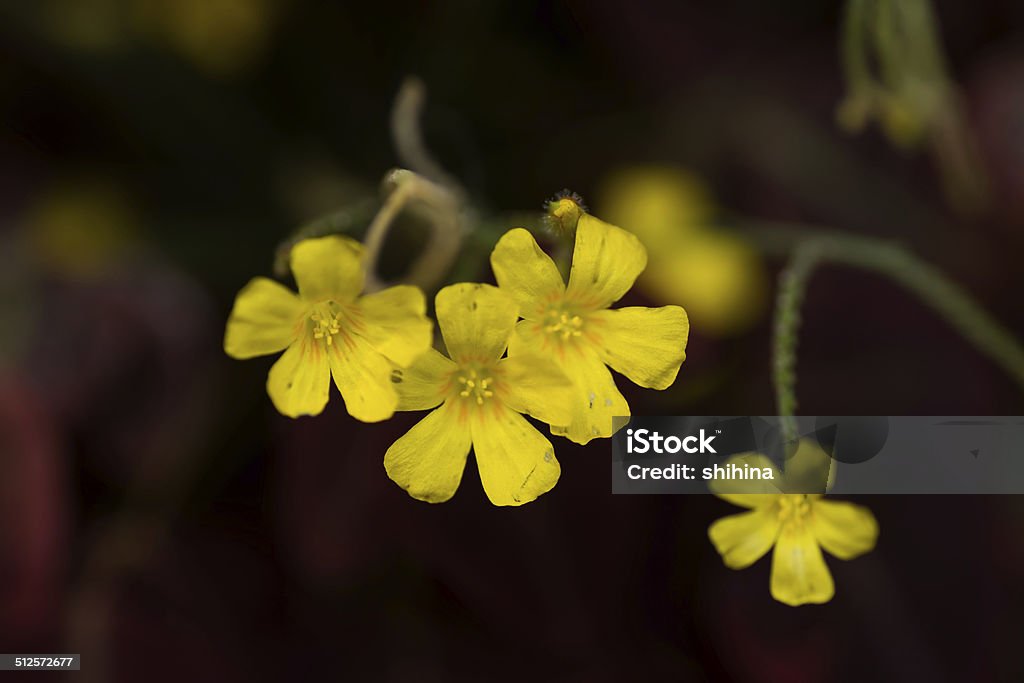 Oxalis hedysaroides, rubra, Oxialidaceae, Brazil Backgrounds Stock Photo